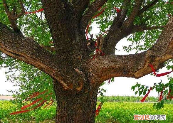 衢!怎么读 衢怎么念