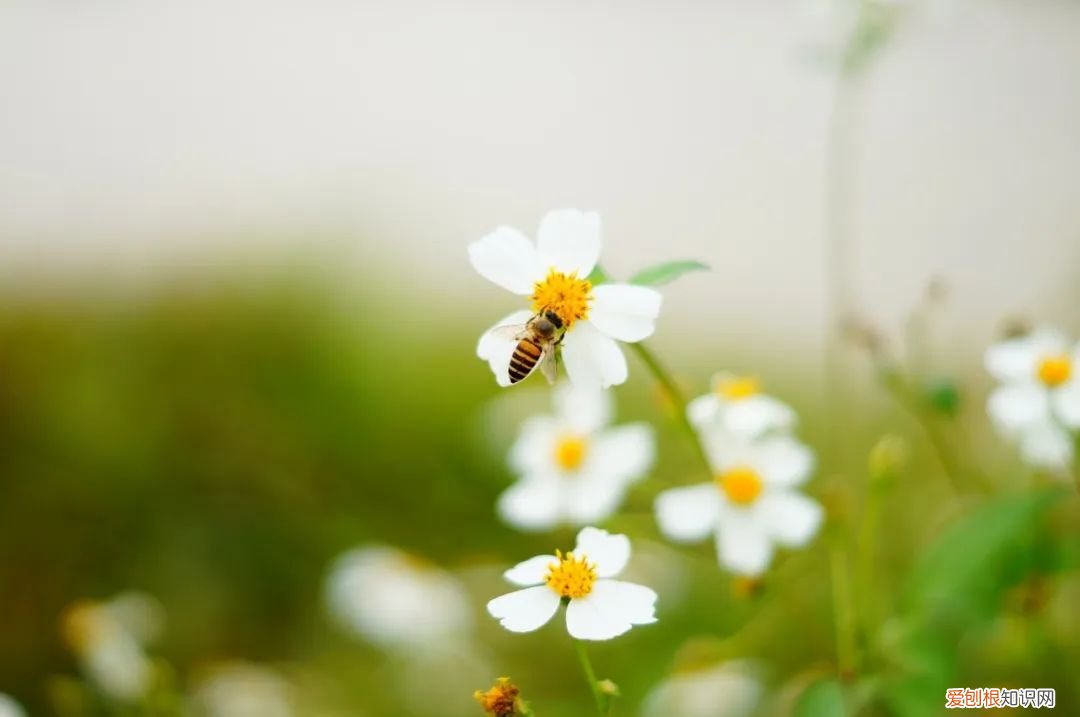 杨万里的诗有哪些,杨万里著名的诗
