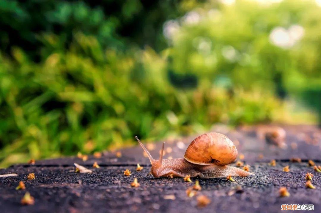 杨万里的诗有哪些,杨万里著名的诗