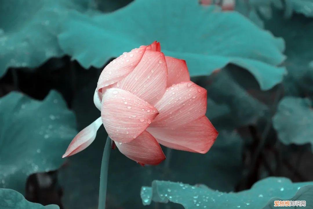 杨万里的诗有哪些,杨万里著名的诗