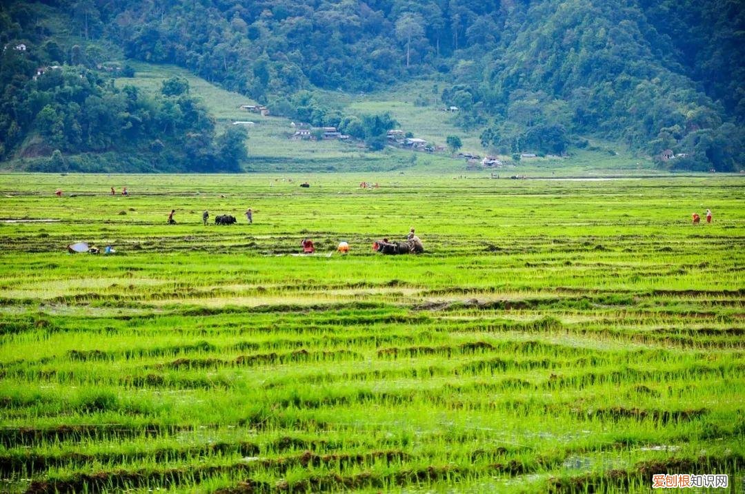 杨万里的诗有哪些,杨万里著名的诗