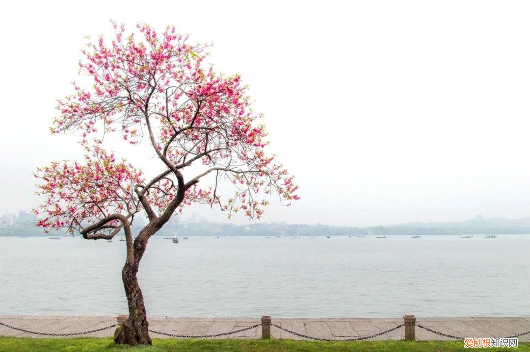 杨万里的诗有哪些,杨万里著名的诗