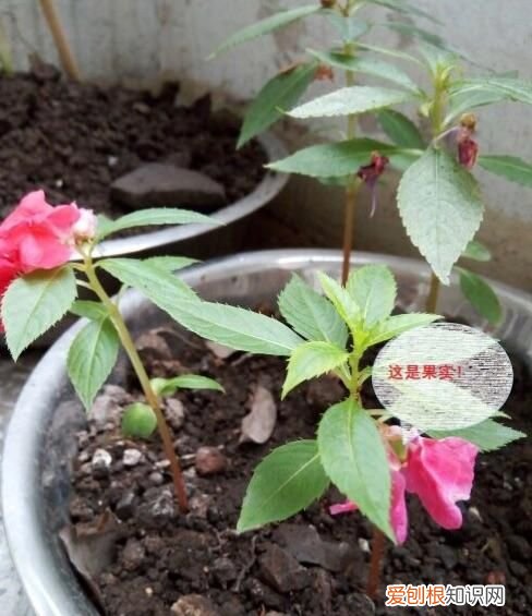 凤仙花开在什么季节 凤仙花的生长环境