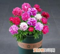 香水牡丹花怎么养，家庭牡丹花怎么养 家庭牡丹花如何养