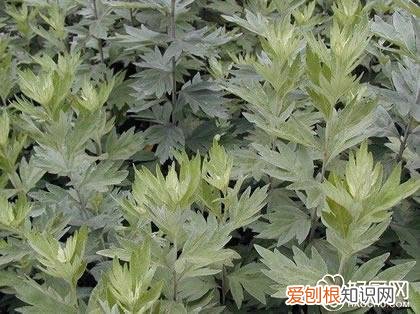 艾叶泡脚能治风湿吗,艾叶煮水可以治风湿