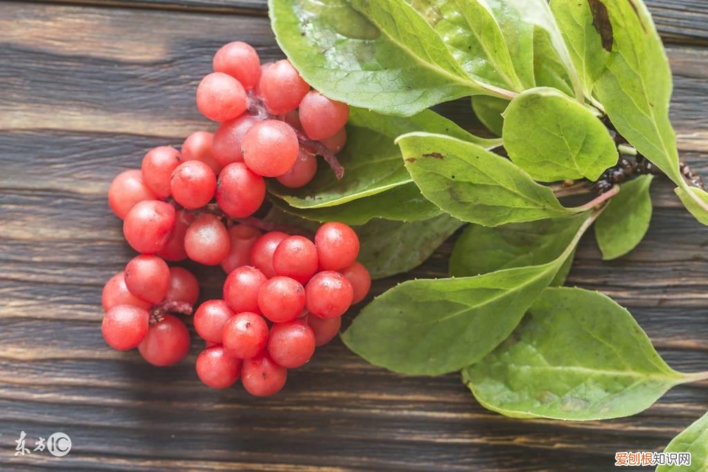 五味子的作用与功效,五味子泡水喝的功效
