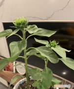 向日葵在什么时候开花 向日葵开花时间是什么时候