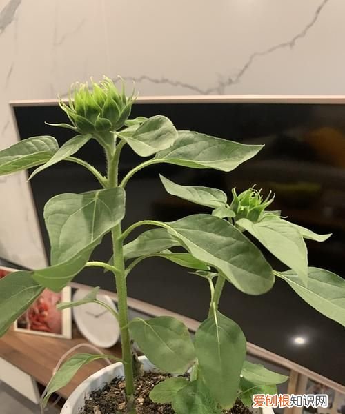 向日葵在什么时候开花 向日葵开花时间是什么时候