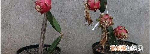 盆栽火龙果的养殖方法 盆栽火龙果如何养殖