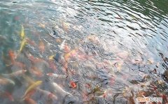 周公解梦好多鱼是什么意思 为什么好多鱼