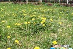 新鲜的蒲公英花怎样储存 储存蒲公英的方法