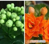 什么花四季开花 哪些花四季开花