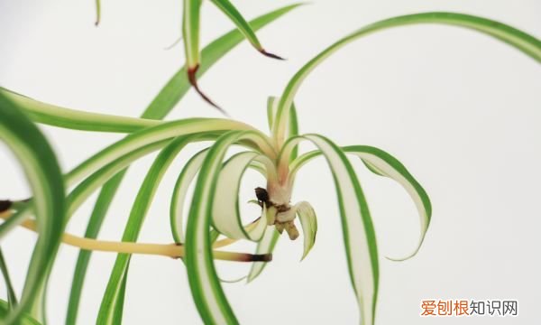 口红吊兰矮粗最好的方法，如何让吊兰矮粗 怎样让吊兰矮粗