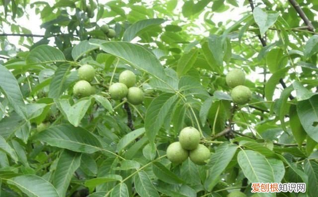 核桃树怎么培养，核桃壳怎样做花肥 核桃壳做花肥怎么做