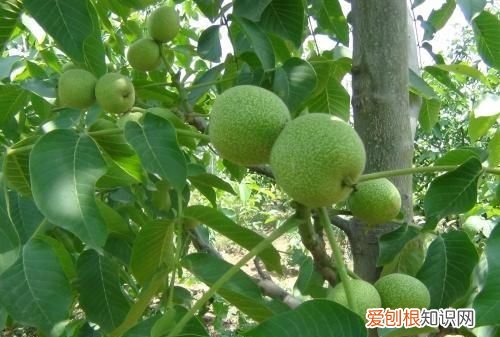 核桃树怎么培养，核桃壳怎样做花肥 核桃壳做花肥怎么做