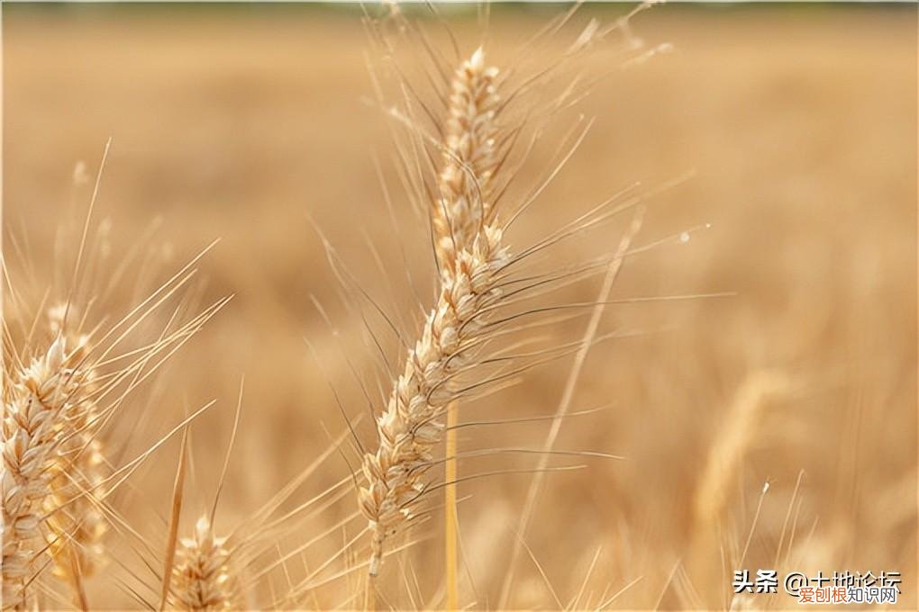 麦子什么时候成熟,麦子一般几月份收获