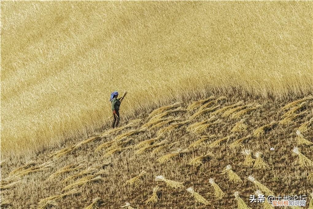 麦子什么时候成熟,麦子一般几月份收获