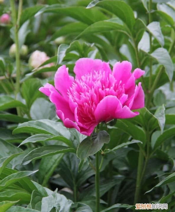 芍药什么时候开花 芍药哪个时候开花