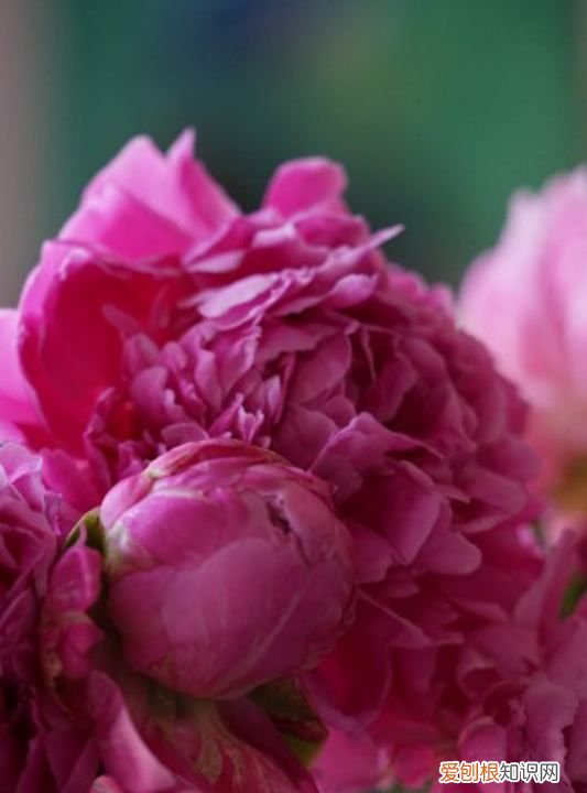 芍药什么时候开花 芍药哪个时候开花