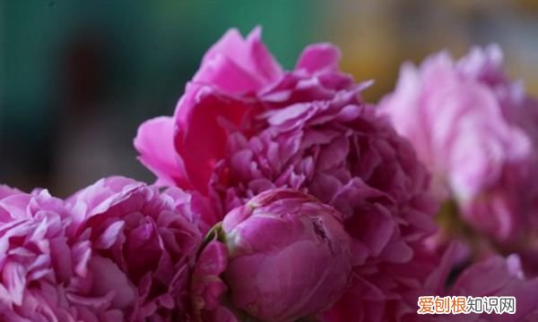 芍药什么时候开花 芍药哪个时候开花