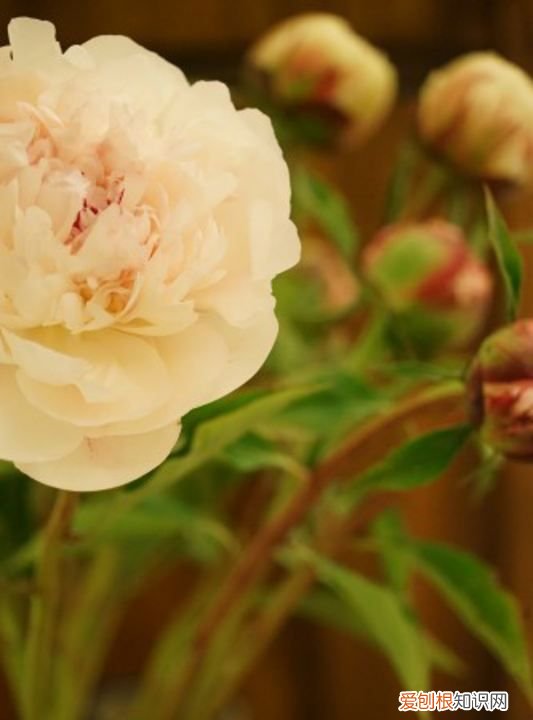 芍药什么时候开花 芍药哪个时候开花