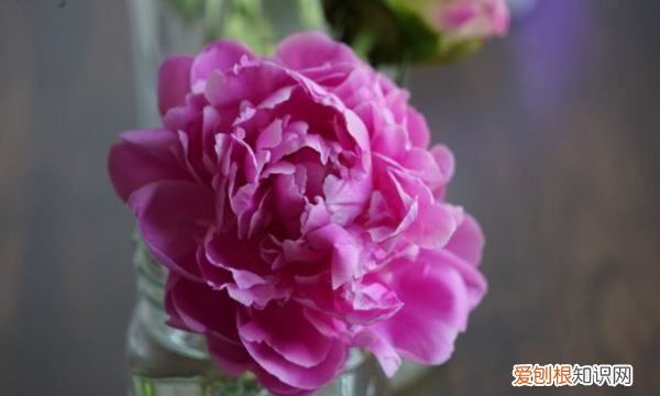 芍药什么时候开花 芍药哪个时候开花