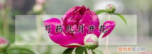 芍药什么时候开花 芍药哪个时候开花