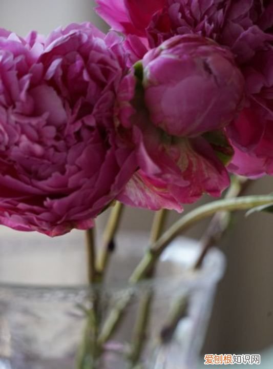 芍药什么时候开花 芍药哪个时候开花