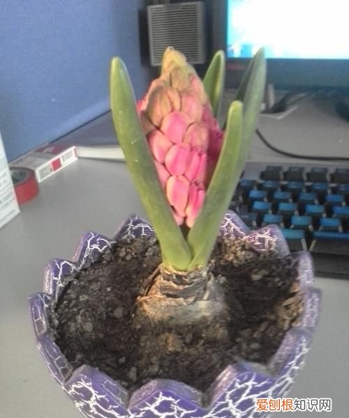 风信子花败后怎么处理 风信子花了怎么处理