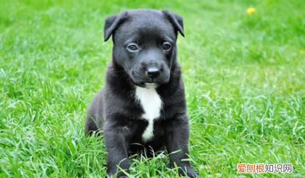 最热门的超级萌的小奶狗男生网名 最热门的超级萌的小奶狗男生网名有哪些