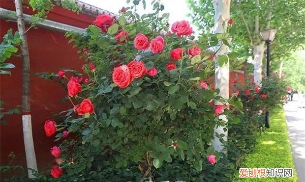 藤本月季冬季修剪方法 藤本月季冬季如何修剪