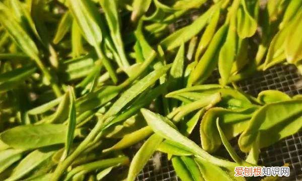 狮峰龙井是绿茶吗，狮峰龙井是哪里产的