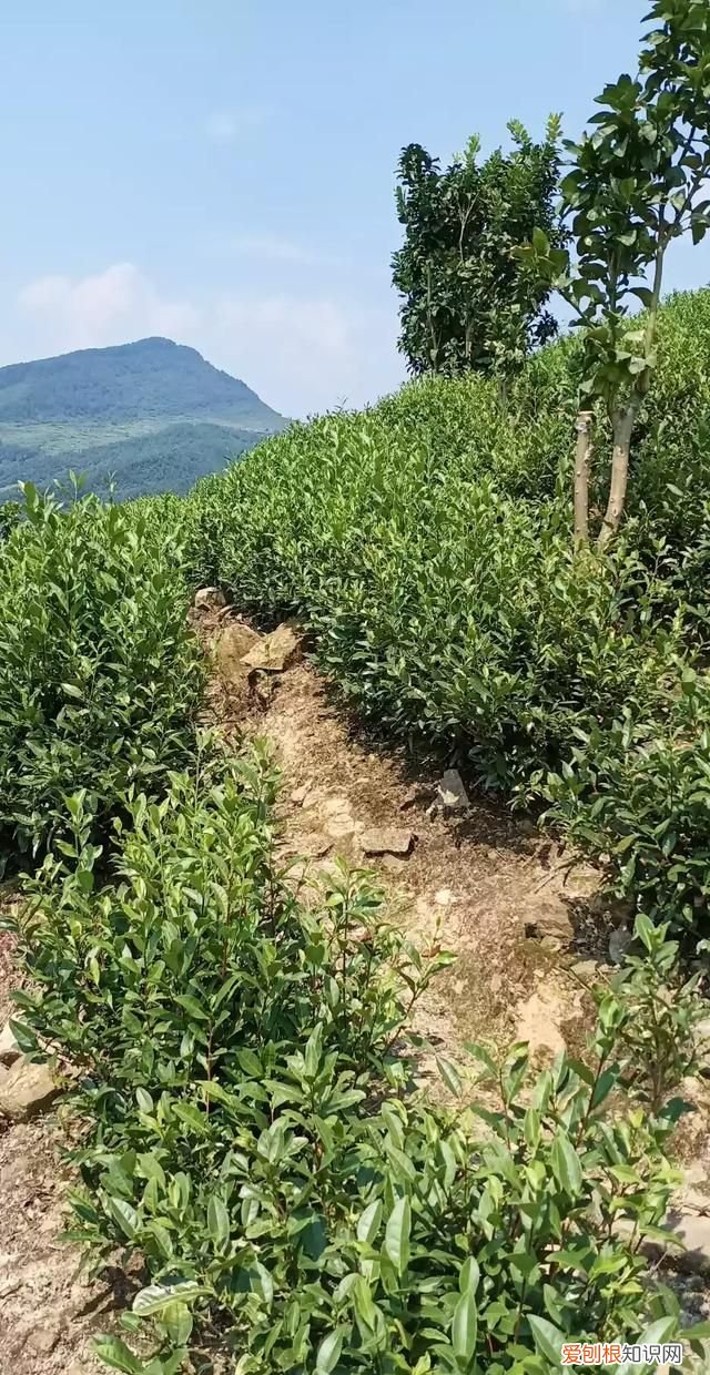 六翼天使武魂可以吃什么仙草，固本仙草是什么植物 固本仙草简介