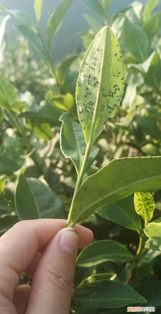 六翼天使武魂可以吃什么仙草，固本仙草是什么植物 固本仙草简介