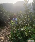 六翼天使武魂可以吃什么仙草，固本仙草是什么植物 固本仙草简介