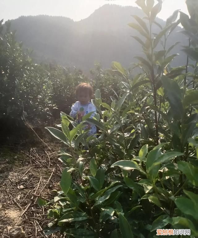 六翼天使武魂可以吃什么仙草，固本仙草是什么植物 固本仙草简介