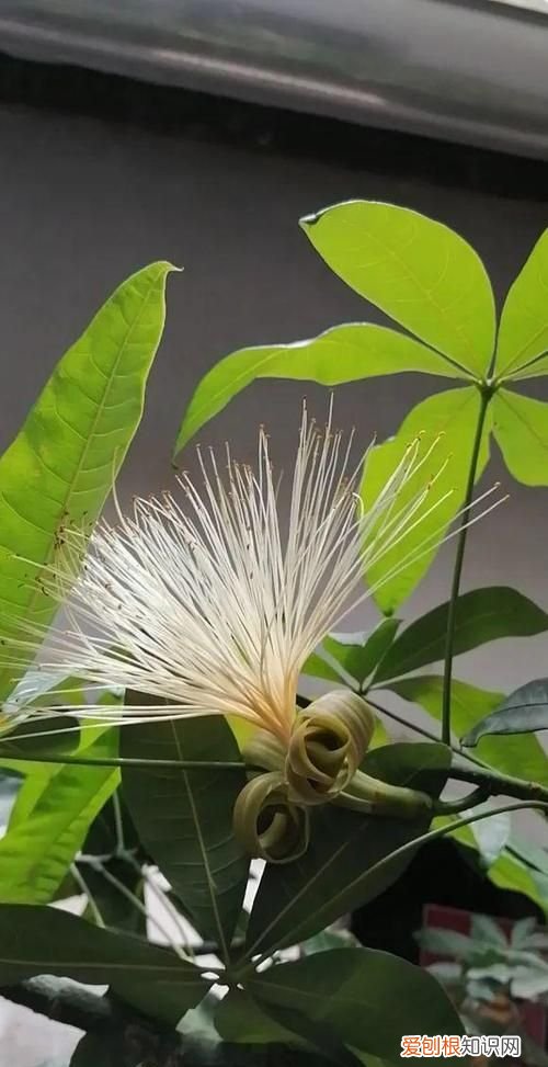 什么树开花 哪些树开花