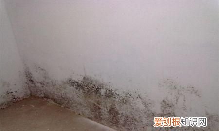 房间墙壁发霉怎么办 房间墙壁发霉如何处理