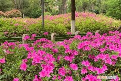 杜鹃花一年四季都开花 杜鹃花是否四季都开花
