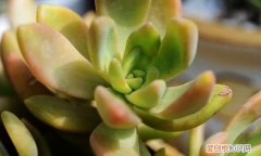 多肉植物变黄怎么办 多肉植物变黄怎么解决
