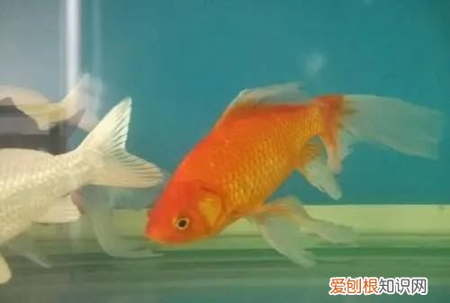 金鱼尾巴弯曲怎么回事