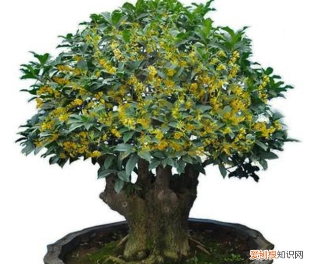 四季开花的花卉有哪些 四季开花的花卉有什么