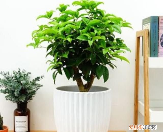 四季开花的花卉有哪些 四季开花的花卉有什么