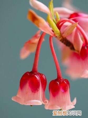 吊钟花花语,一对情侣花名+花语