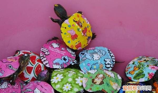 巴西龟需要水，巴西龟需要喝水不