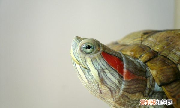 巴西龟需要水，巴西龟需要喝水不