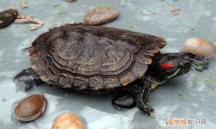 巴西龟需要水，巴西龟需要喝水不