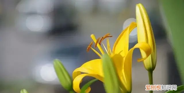 忘忧草也就是人们餐桌上的黄花菜