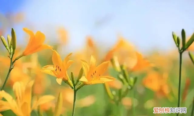 忘忧草也就是人们餐桌上的黄花菜