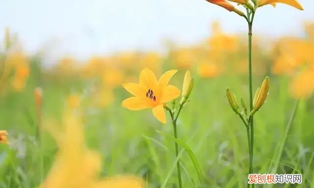 忘忧草也就是人们餐桌上的黄花菜